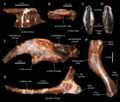 Hadrosaurus cranial & appendicular elements