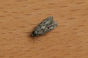 Hofmannophila pseudospretella-xndr