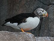 Horned Puffin RWD3
