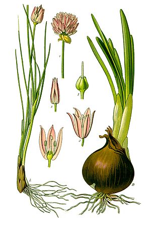 Illustration Allium schoenoprasum and Allium cepa0 clean.jpg
