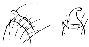 Ischnothyreus.peltifer.chelicer.hook