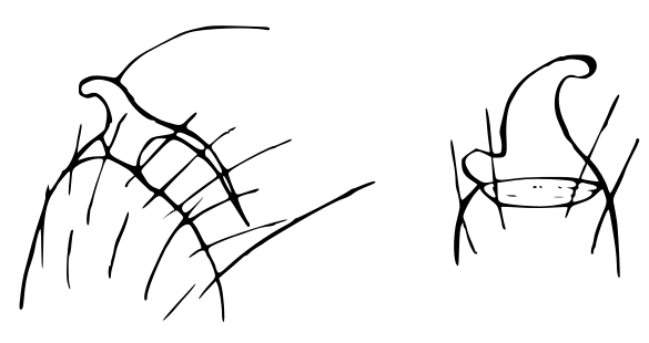 Ischnothyreus.peltifer.chelicer.hook