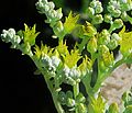 J20150827-0030—Dudleya traskiae—RPBG (20856988128)