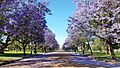 Jacaranda avenue Dubbo