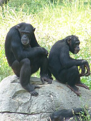 Jackson Zoo Chimpanzee Pair
