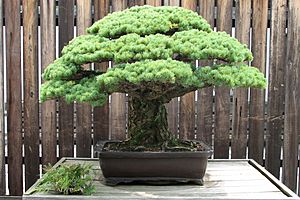 Japanese White Pine, 1625-2007