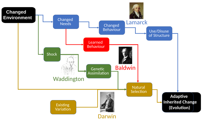 Lamarck Compared to Darwin, Baldwin, Waddington