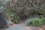 Leaning Pine Arboretum, Cal Poly.jpg