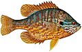 Lepomis gibbosus2 (white background)