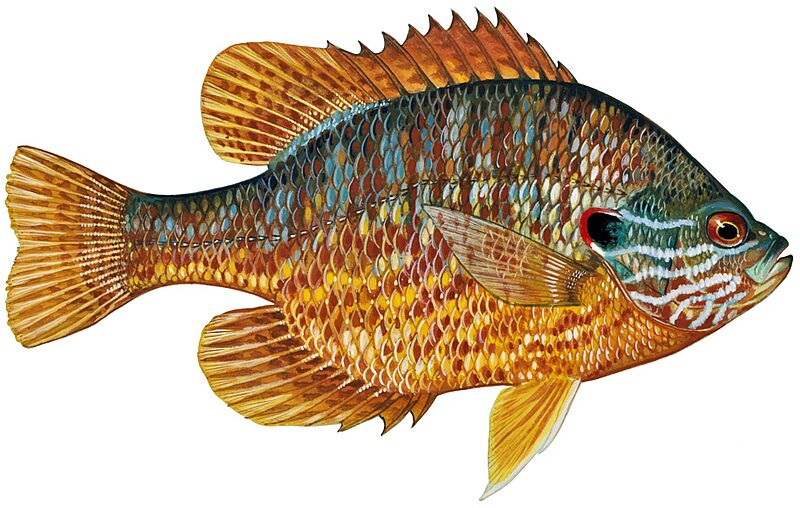 Lepomis gibbosus2 (white background)