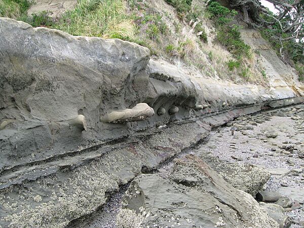 Line of concretions