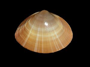 Mactra corallina