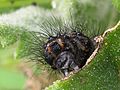 Magpie moth caterpilla-02