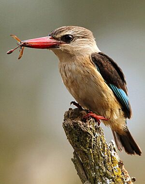Male Brown-hooded Kingfisher, Halcyon albiventris caught a wasp, Tzaneen area, Limpopo, South Africa (14710550180).jpg