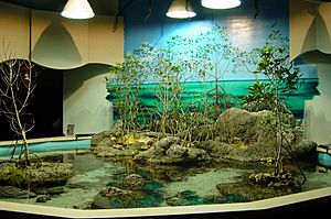 Mangrove environment at the Touch Tank display of the Oklahoma Aquarium