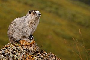 Marmota caligata (EH).jpg