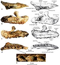 Matheronodon 1.jpg