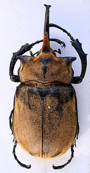 Megasoma occidentalis m2.jpg