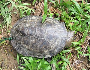 Mesoclemmys raniceps 114582794