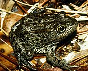 Mississippi gopher frog.jpg