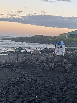 MonkSealBlackSandsBeach
