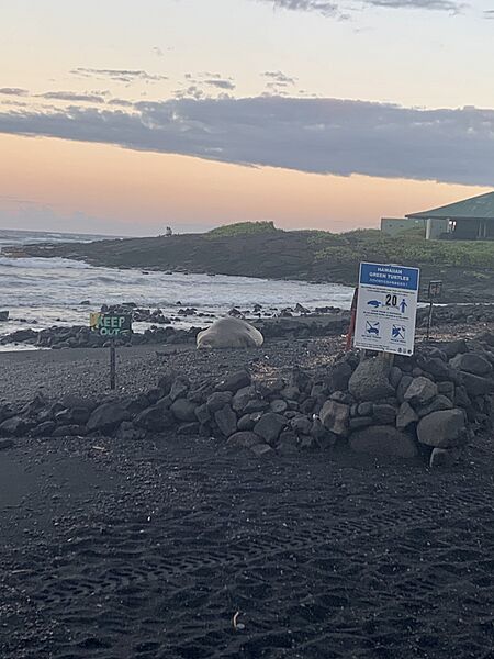 MonkSealBlackSandsBeach