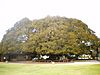 Morteton Bay Fig Tree (Los Angeles).jpg