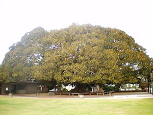 Morteton Bay Fig Tree (Los Angeles)