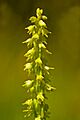 Musk Orchid (Herminium monorchis) - geograph.org.uk - 863983