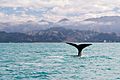 NZ280315 Kaikoura Whale Watching 06