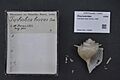 Naturalis Biodiversity Center - RMNH.MOL.170550 - Tiphobia horei Smith, 1880 - Paludomidae - Mollusc shell