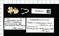 Naturalis Biodiversity Center - ZMA.MAM.2449.a pal - Artibeus obscurus - skull