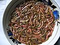 Nereididae in Cuisine of Vietnam 2