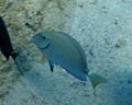 Ocean Surgeonfish (Acanthurus bahianus).jpg