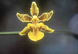 Oncidium floridanum.jpg