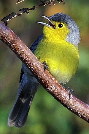Oriente warbler (Teretistris fornsi) - cropped.jpg