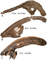 Parasaurolophus holotype skulls