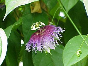 Passiflora serratifolia1.jpg