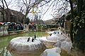 Penguins in the zoo of vincennes