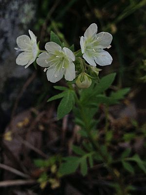 Phacelia dubia - Appalachian phacelia.jpg