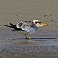 Phaetusa simplex - Large-billed Tern (young)