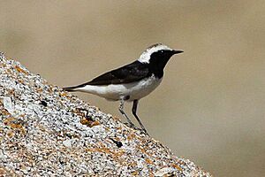 Pied Wheatear (Oenanthe pleschanka) (8079431820).jpg