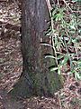 Podocarpus elatus foliage and bark