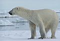 Polarbear spitzbergen 1