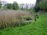 Pond on View Island - geograph.org.uk - 1268063