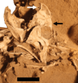 Protoceratops specimen block MPC-D 100 526 individual C