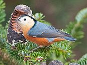 Przevalski's nuthatch - Chengdong Wang (cropped)