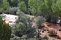 Puerco River in flood August, 2010
