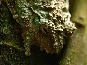Raorchestes nerostagona3