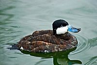 Ruddy Duck at Whipsnade Zoo